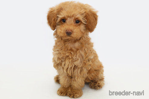 成約済の神奈川県のトイプードル-300282の1枚目